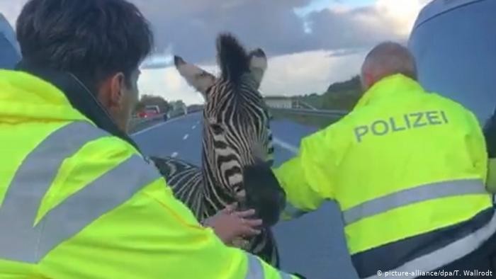 Seekor Zebra Mati Ditembak Setelah Masuk ke Jalan Tol di Jerman
