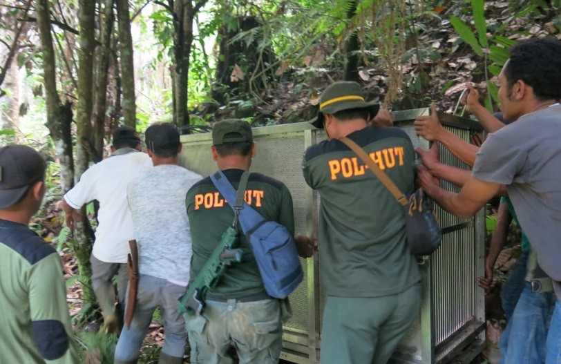 Beruang Madu Kerap Muncul di Ladang, Warga Mandailing Natal Minta BTBG Tangkap dan Evakuasi 
