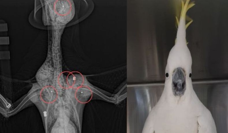 Ajaib, Burung Kakatua Selamat meski Ditembak 5 Kali