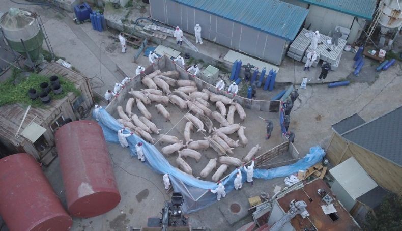 Korsel Kirim Sniper ke Perbatasan Korut untuk Tembaki Babi Hutan