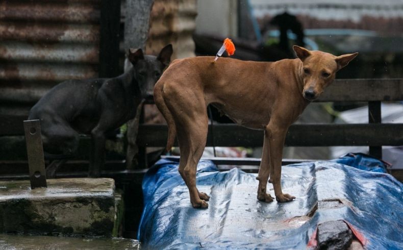 Pamit Main, Bocah 8 Tahun di India Tewas Dimangsa Kawanan Anjing Liar