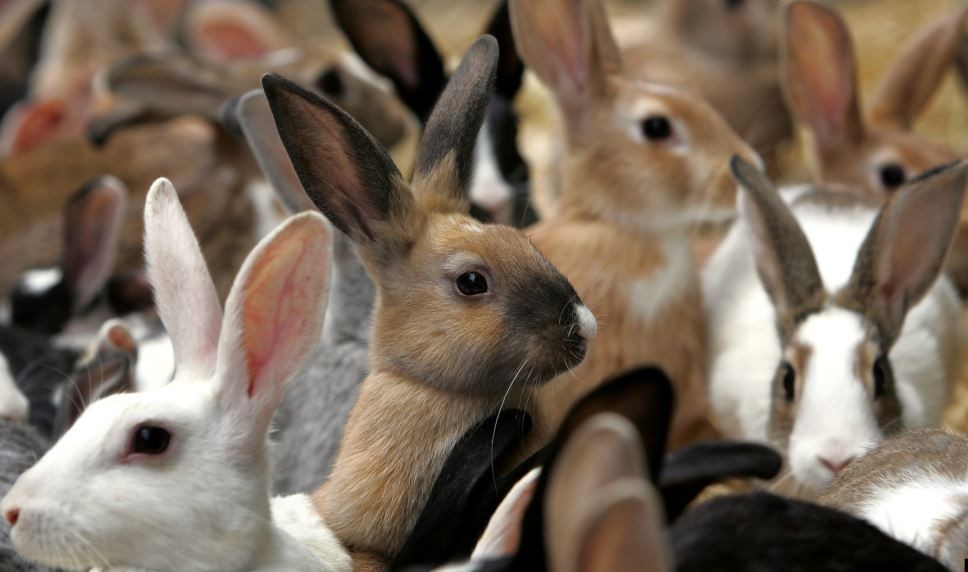 Kelinci Jadi Sumber Daging Sehat Baru bagi Afrika di Masa Depan