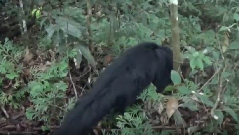 Warga Solok Geger, Dikira Lihat Beruang Madu Ternyata Binturong