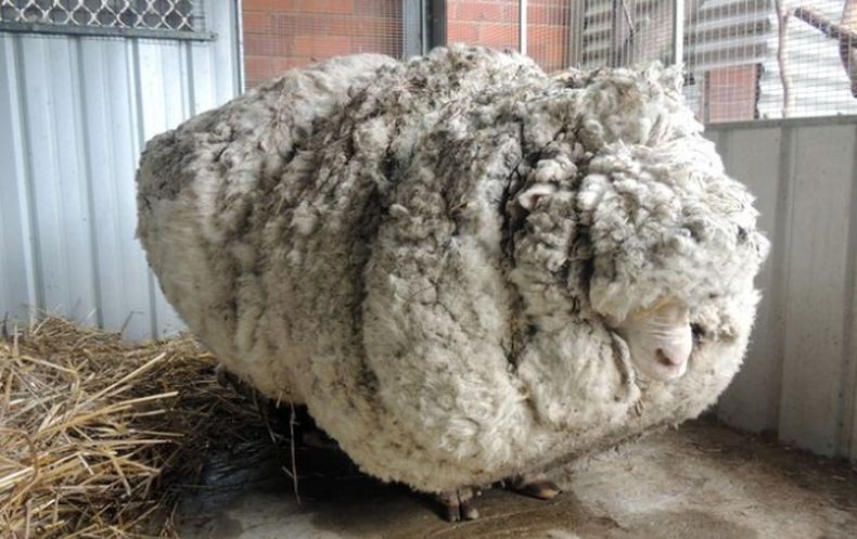 Domba yang Pernah Bikin Heboh Dunia karena Memiliki Bulu Terberat di Dunia Mati