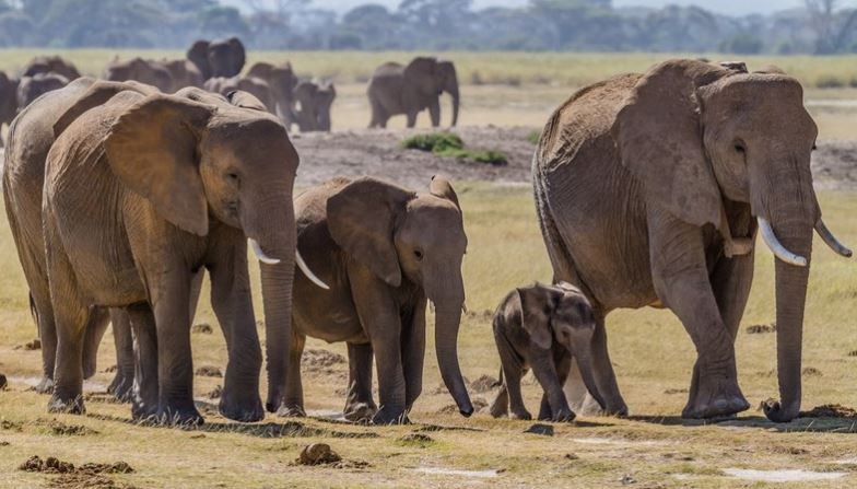 55 Gajah Mati akibat Kekeringan di Zimbabwe
