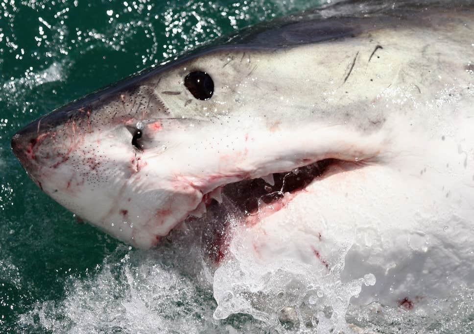 Diserang Hiu di Polinesia, Turis Prancis Kehilangan 2 Tangan