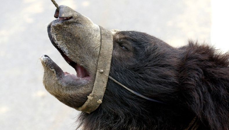 Buron 6 Tahun, Pemburu yang Dikenal karena Gemar Makan Alat Kelamin Beruang Ditangkap