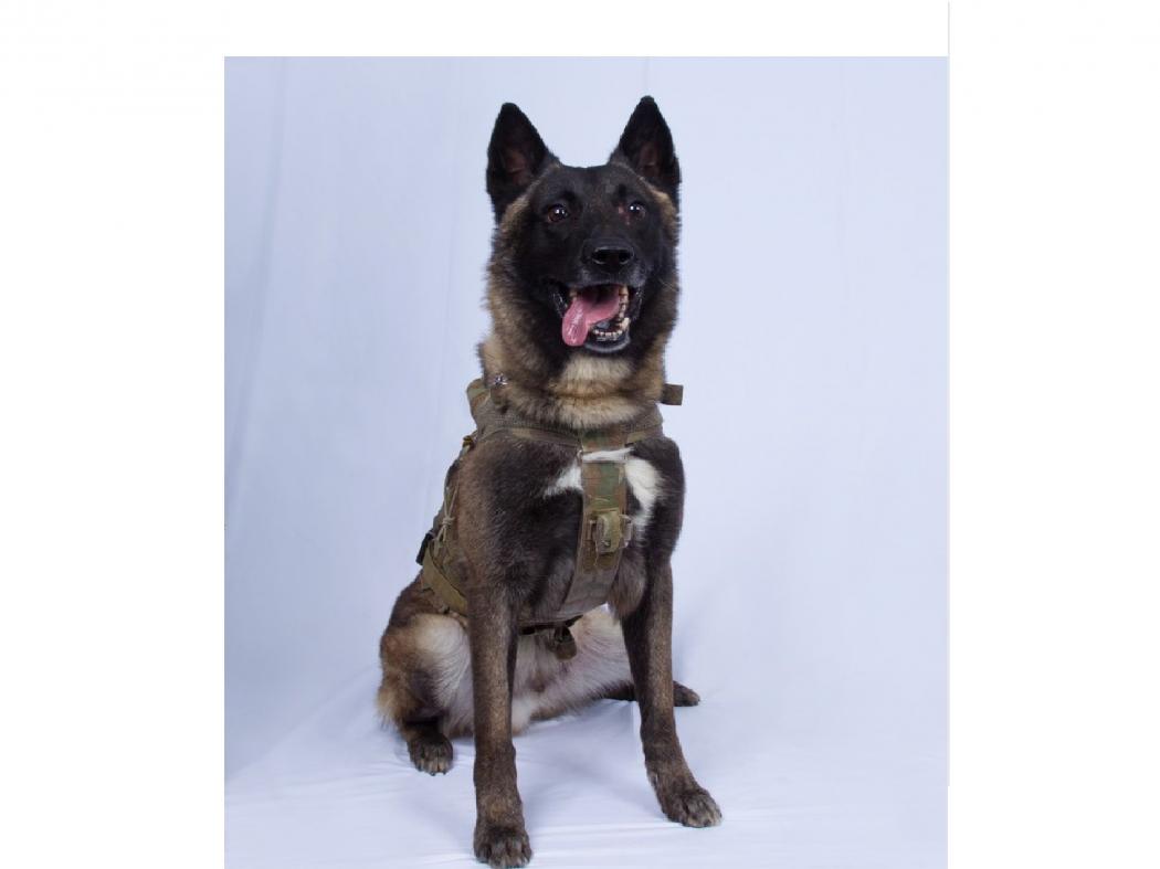 Sempat Luka Serius, Anjing yang Buru Pemimpin ISIS Al Baghdadi Kembali Bertugas