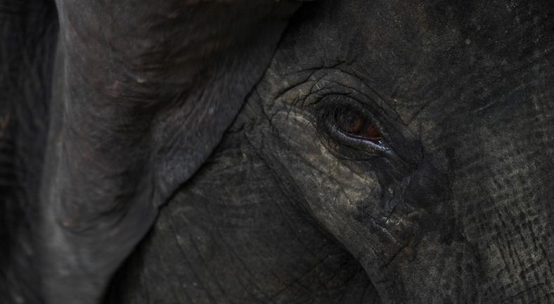 TKI Tewas Diinjak-injak Gajah di Perkebunan Malaysia