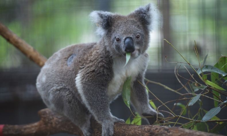 Ratusan Ekor Koala Dikhawatirkan Mati akibat Kebakaran Hutan di Australia