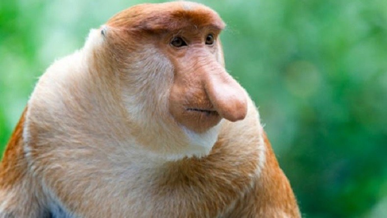 Selamatkan Bekantan, Kementerian PUPR Pilih Bangun Tol Bawah Laut di IKN Nusantara 