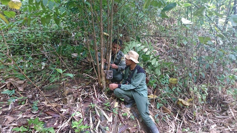 Pantau Harimau di Muara Enim, Pemprov Sumsel Pasang 8 Kamera Trap