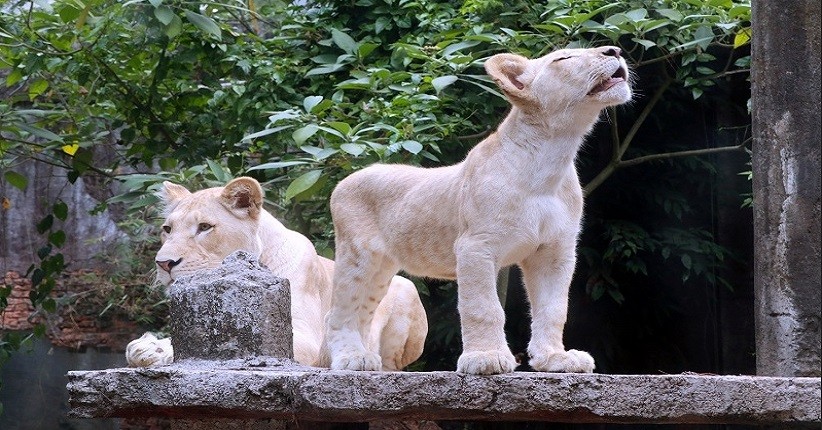 Tiket Taman Safari Bogor Dipalsukan, Ini Tips agar Wisatawan Tak Tertipu saat Membeli Online