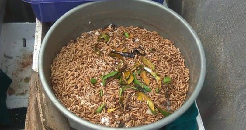 Kurangi Sampah Organik di Jakarta, Warga Bisa Manfaatkan Maggot