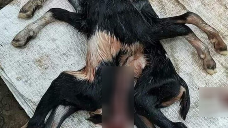 Geger, Anak Kambing Lahir dengan 8 Kaki di Nagan Raya Aceh