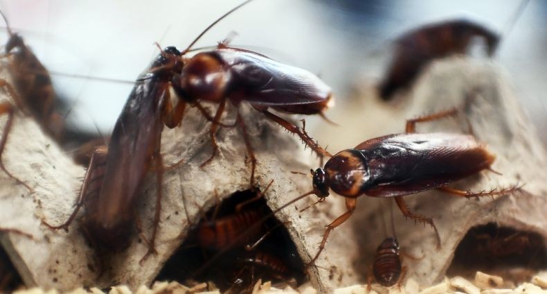 Hiii, Keluarga Kecoak Bersarang di Telinga Pria Ini
