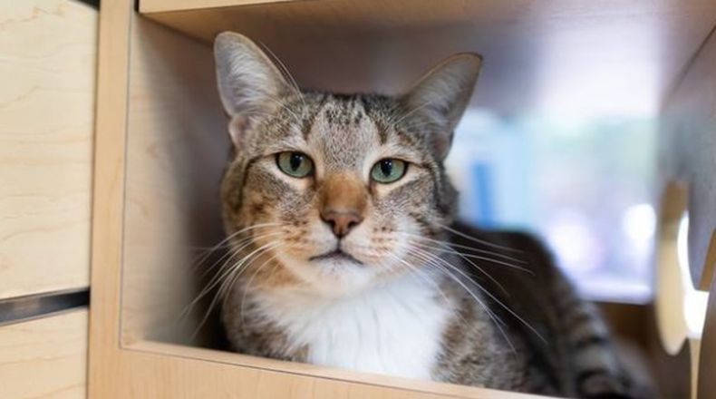 Sedih... Jenazah Perempuan Ini Sulit Dikenali karena Wajah Dimakan Kucing Piaraan