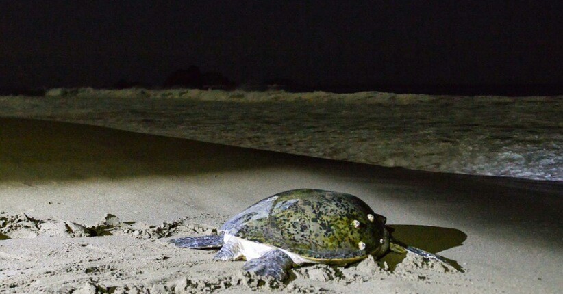 Mengenal Meru Betiri, Kawasan Konservasi yang Jadi Rumah Penyu Belimbing