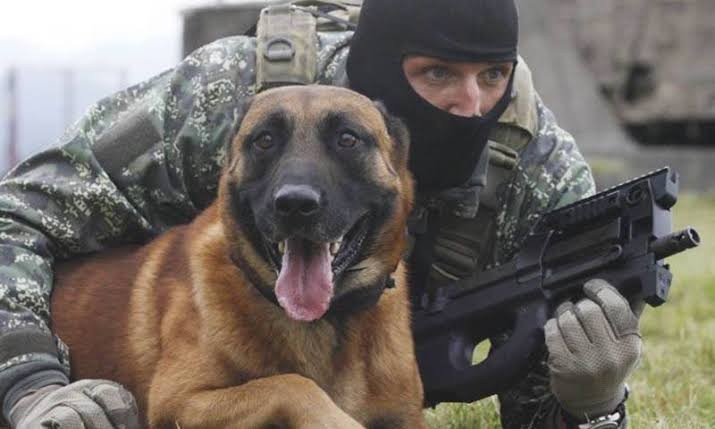 2 Anjing Tentara Serang Prajurit Austria hingga Tak Bernyawa