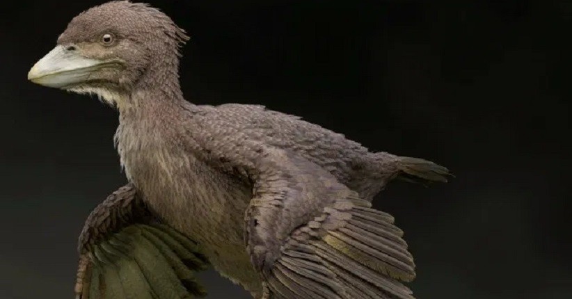 Fosil Burung Kuno Seukuran Merpati Ditemukan di Jepang