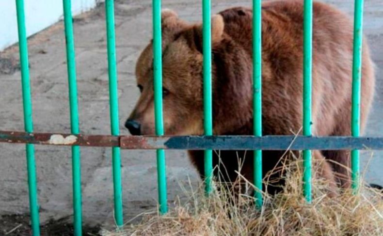 Beruang Betina Katya Bebas Setelah 15 Tahun Dipenjara Terkait Penyerangan Manusia