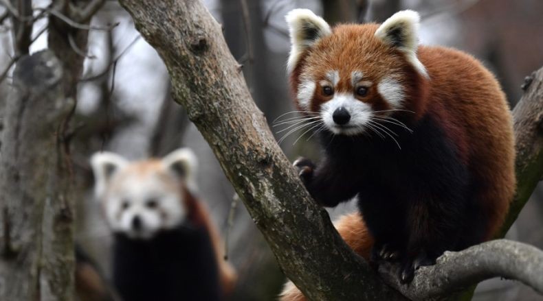 Manfaatkan Hujan Salju, Panda Merah Kabur dari Kebun Binatang Prancis