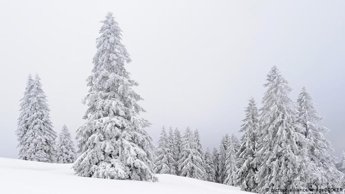 Lebih dari 80 Pohon Natal Dicuri, Polisi Jerman Kebingungan