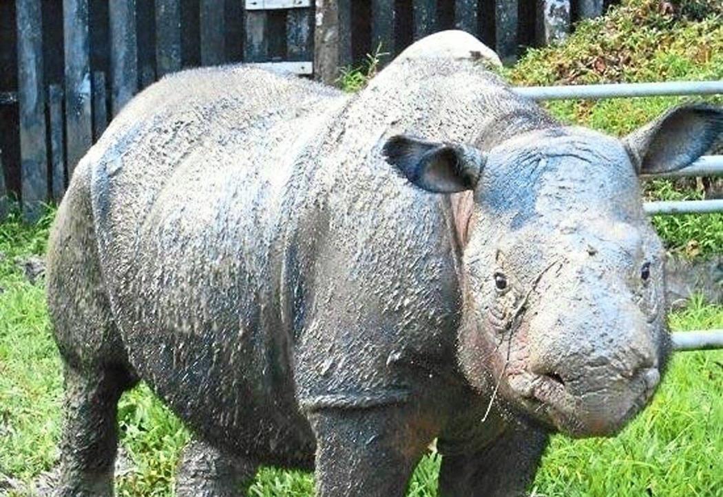 Iman, Badak Sumatera Terakhir  di Malaysia Mati