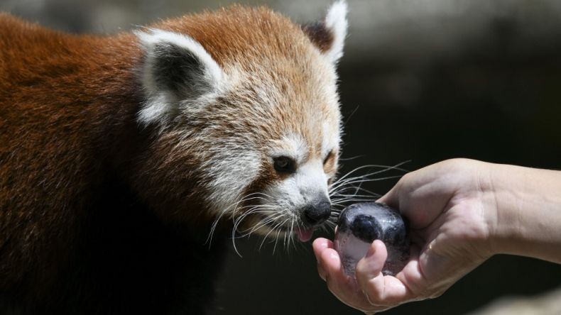 Kabur 9 Hari dari Kebun Binatang, Panda Merah Ditemukan saat Bermain di Taman Rumah