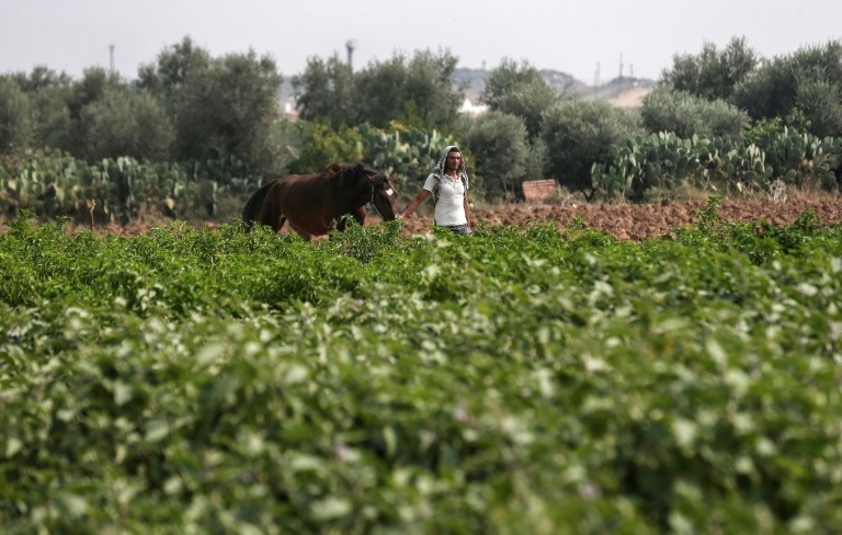 Sempat 'Diserang' Herbisida Israel, Kini Lahan Pertanian di Gaza Mulai Pulih