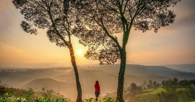 Spot Terbaik Menikmati Sunrise di Bandung, Asyiknya ke Perkebunan Teh Cukul
