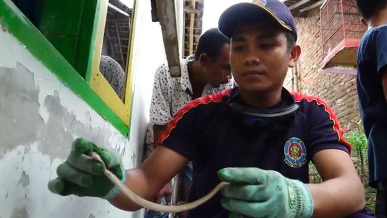 Cerita Warga Ciracas Kejatuhan Anak Ular Kobra, Ternyata Sang Induk Bersarang di Plafon Rumah
