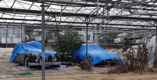 Bak Harta Karun, 30 Jaguar Klasik Ditemukan Teronggok di Rumah Kaca