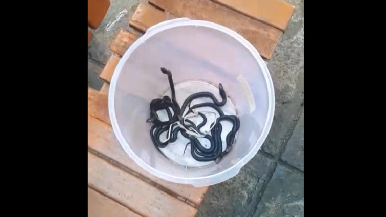 Ini Penampakan Anak Kobra yang Ditemukan di Citayam dan Cakung