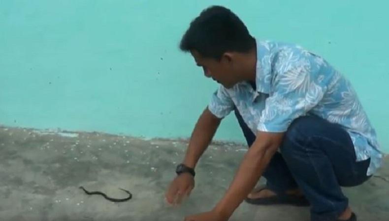 Lagi, Ular Kobra Teror Warga Padang