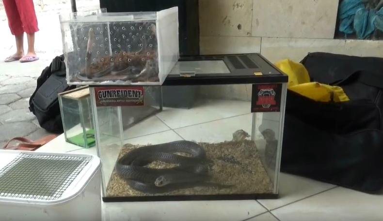 Teror Kobra di Desa Kepek Gunungkidul, Total 21 Ular Ditangkap Warga