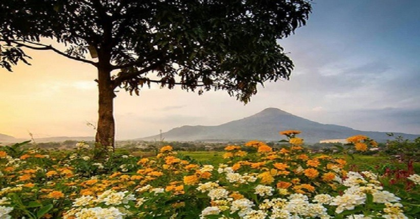 Taman Bunga Adn Firdaus di Pandaan Lagi Viral, Bisa Lihat 3 Gunung