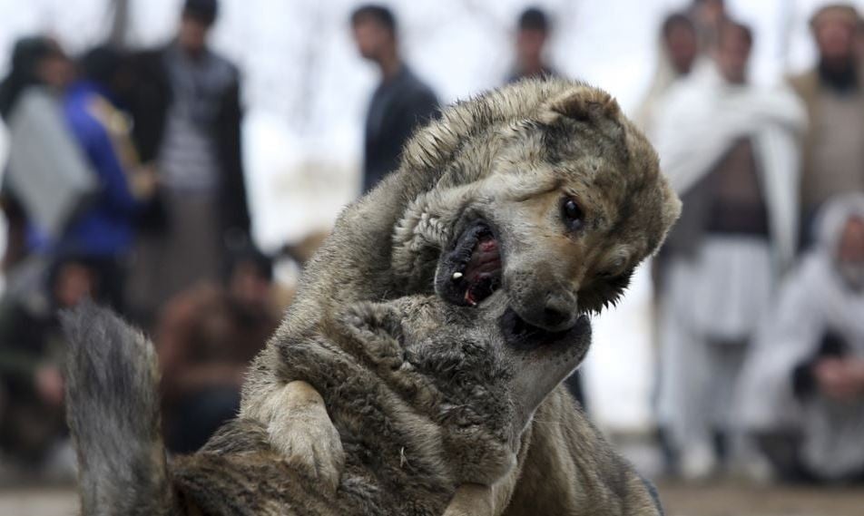 Polisi Brasil Gerebek Jaringan Adu Anjing yang Mengerikan di Sao Paulo