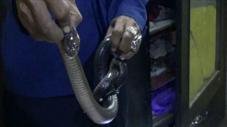 Teror Kobra di Musim Hujan, IDI: Serum Antibisa Harus Tersedia di Puskesmas