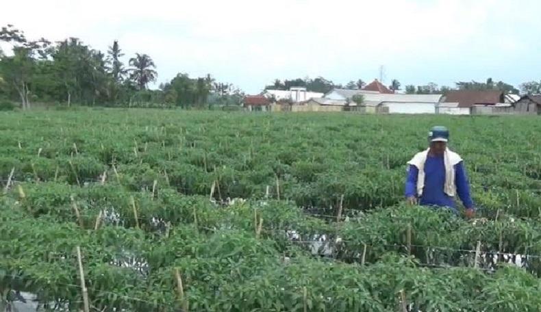 BPS: Upah Buruh Tani Naik 0,14 Persen pada Mei 2020