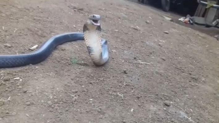 Pemerhati Ular: Kobra yang Ditemukan di Permukiman Warga Tak Boleh Dibunuh