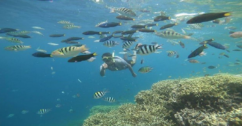 Mengintip Keindahan Pulau Menjangan di Bali, Ada Ikan Warna-warni & Air Jernih Bergradasi