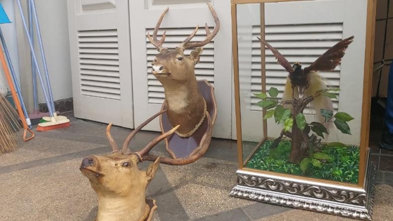 Simpan Satwa Dilindungi, Koboi Lamborghini Terancam 5 Tahun Penjara