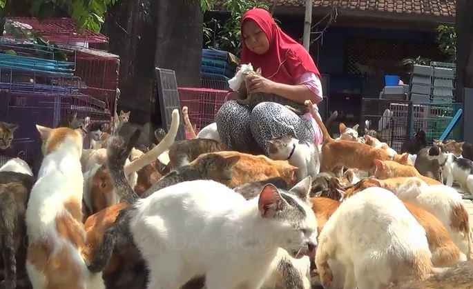 Hukum Jual Beli Kucing Menurut Islam, Begini Pendapat Ulama