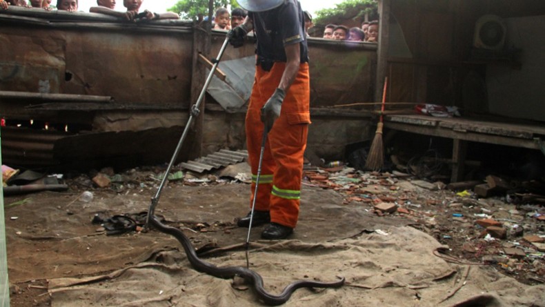 Kerja Bakti, Warga Jatinegara Temukan 2 Kobra dan Sanca