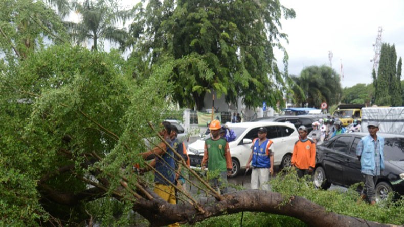 8 Pohon Berusia Tua di Trotoar Dekat Stasiun Cikini Jakarta Pusat Ditebang