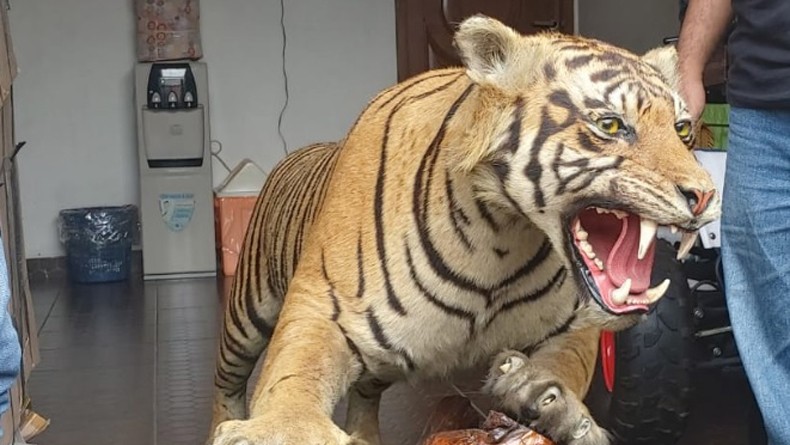 Polisi Sita Berbagai Satwa Dilindungi yang Diawetkan dari Rumah Koboi Lamborghini