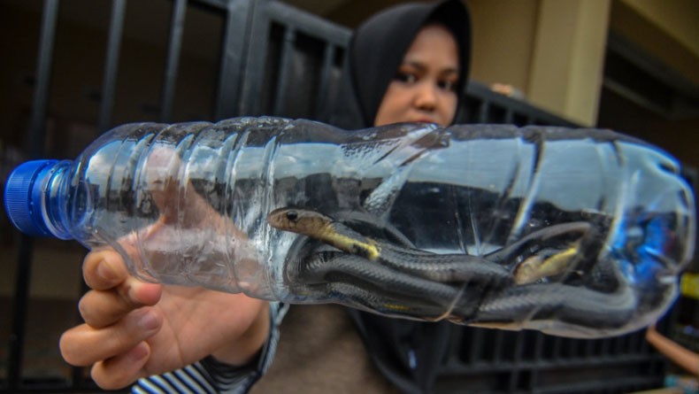 Digigit Kobra, Ini 7 Rumah Sakit di Jakarta Penyedia Serum Antibisa Ular