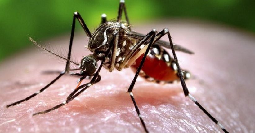 84 RW DKI Rawan Terkena Penyakit DBD, Paling Banyak di Jakarta Barat