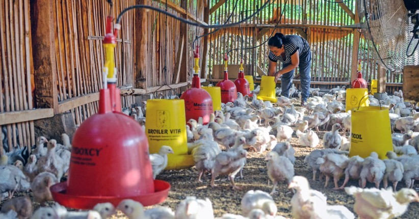Harga Ayam Anjlok, Pemprov Jateng Bakal Razia Peternak Ilegal